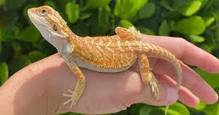 Juvenile Bearded Dragon