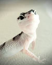 Leopard Gecko